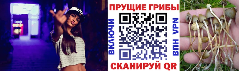 Псилоцибиновые грибы GOLDEN TEACHER  Купить  Кинешма 